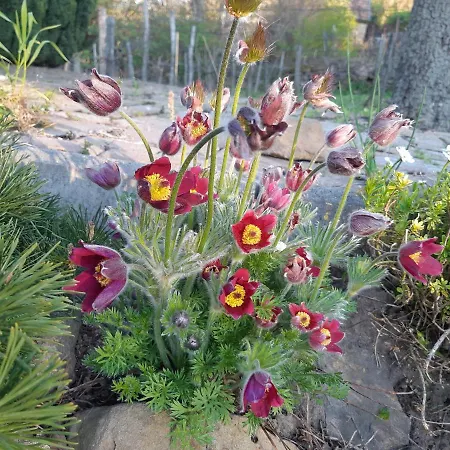 Sarkanyles Vendeghaz فندق Kisapati