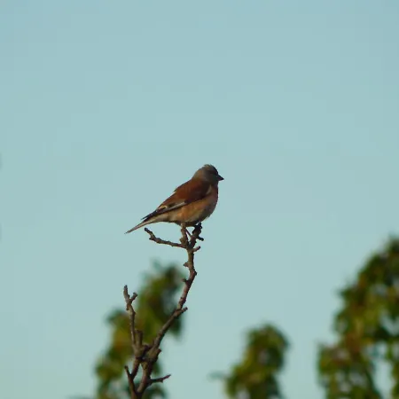 Sarkanyles Vendeghaz فندق *